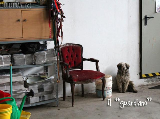 Titti che fa il guardiano